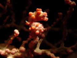 pygmy seahorse
Sipadan Island,Malaysia.
Sony DSC-T1 by Christine Chan Yi Chiun 